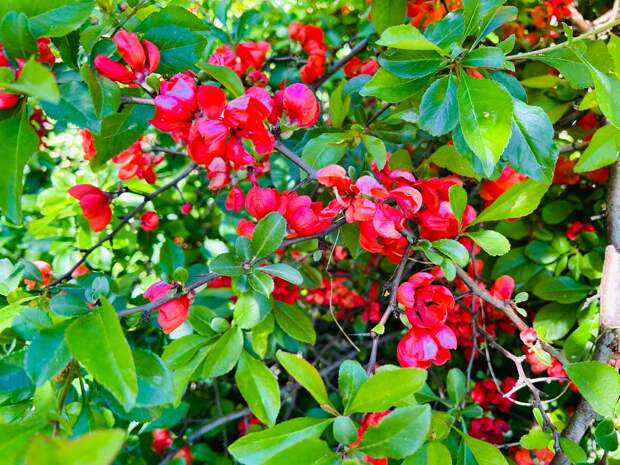 Петергоф украсят вазонами с цветами за 10 млн