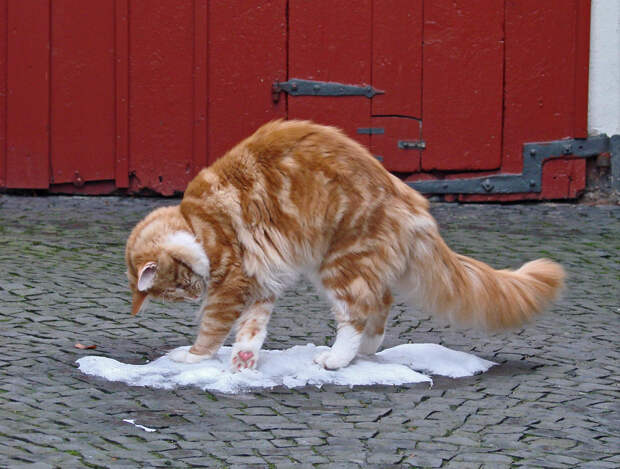 Домашние кошки. (Barbara Müller-Walter)