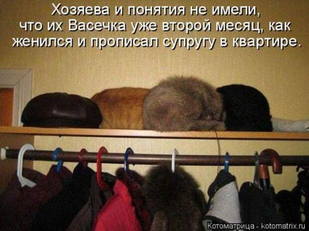 Свежая котоматрица на Бугаге (27 фото)