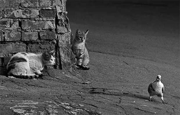 Коты на охоте - фотосессия