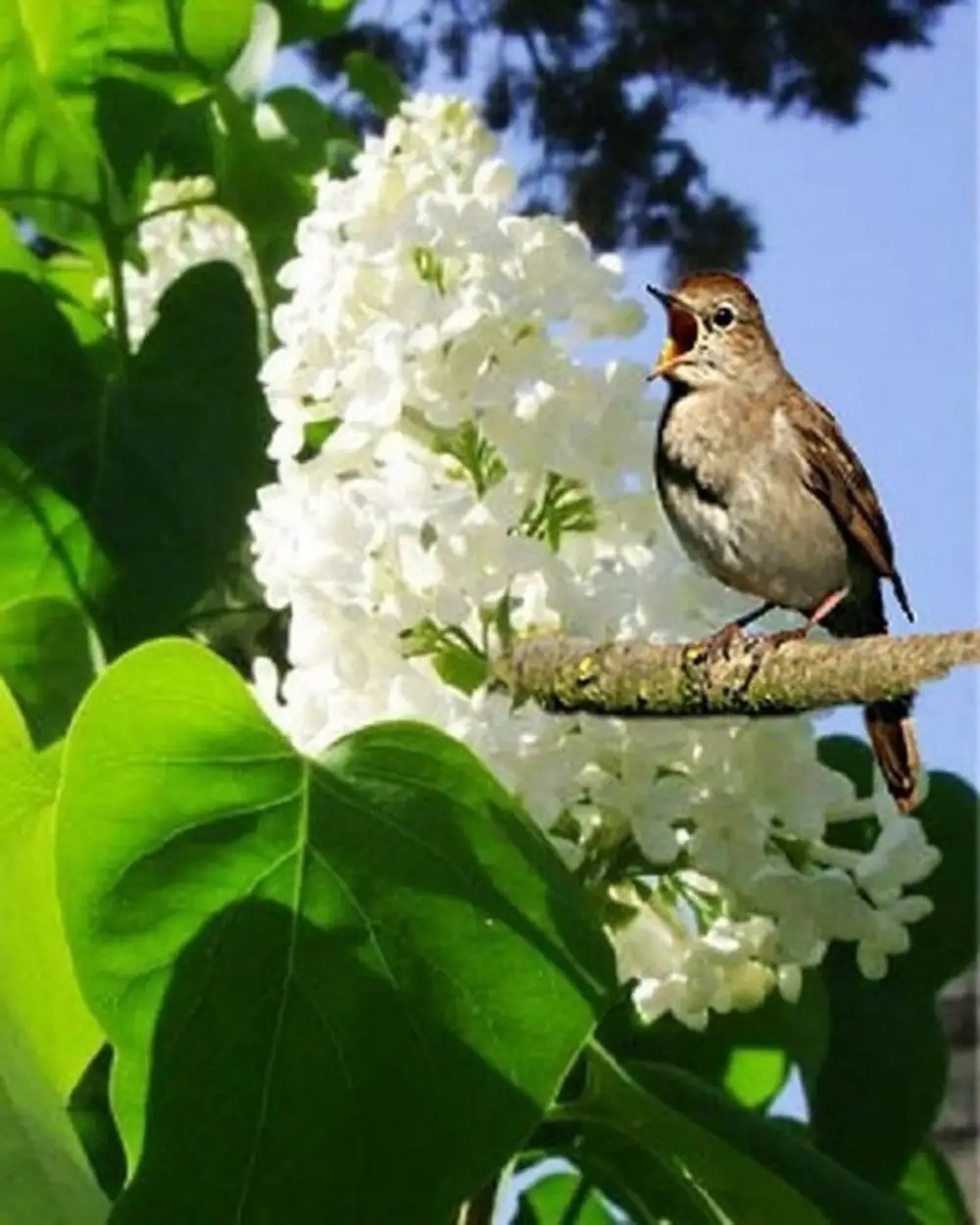 Какие птички поют весной. Соловей птичка певчая. Майский сад сирень черёмуха. Весенние птички.