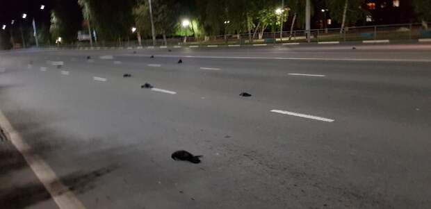 Птицы умирали в полёте: в Саратове прошёл "дождь" из мёртвых ворон