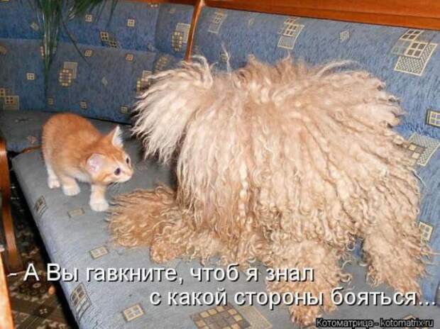 Котоматрицы(картинки с надписями)