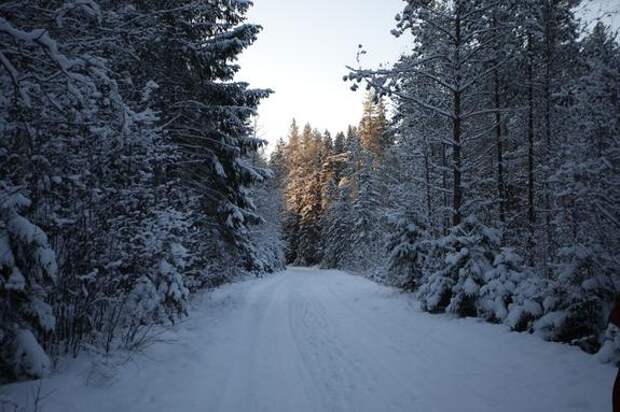 За год Ленобласть втрое увеличила темпы выдачи льготных земельных участков