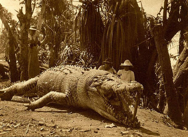 Самый большой крокодил, которого довелось убить в Австралии.