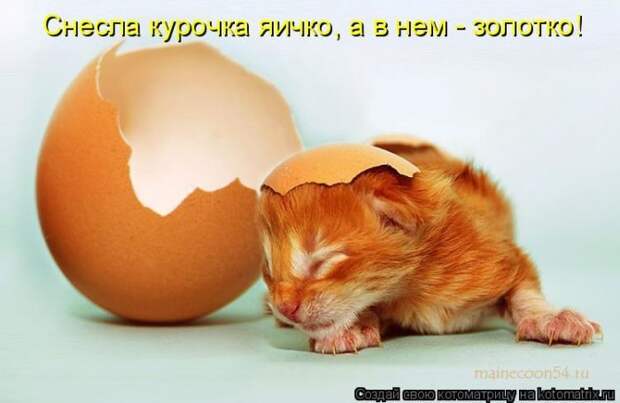 Лучшие котоматрицы недели