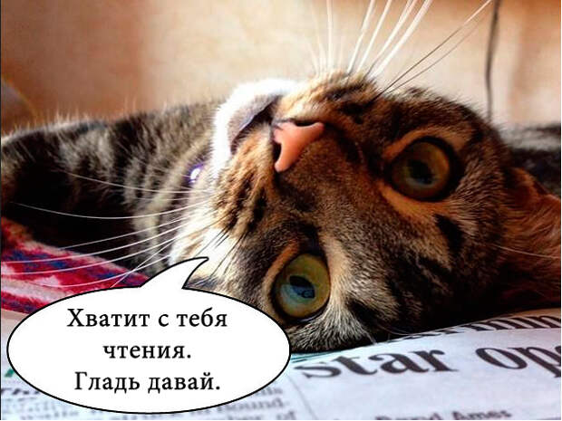 О чем на самом деле думают коты