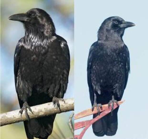 Ворон и ворона: в чем разница во внешнем виде и поведении птиц