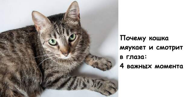 Почему кошка мяукает и смотрит в глаза: 4 важных момента