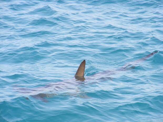 В Хургаде выловили атаковавшую россиянина акулу