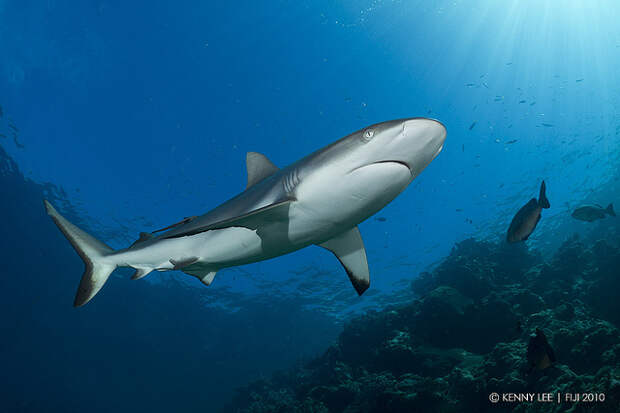Grey Reef Shark