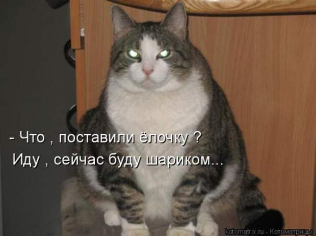 Котоматрицы(картинки с надписями)