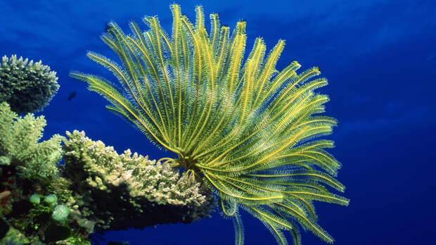 Морские лилии на коралле