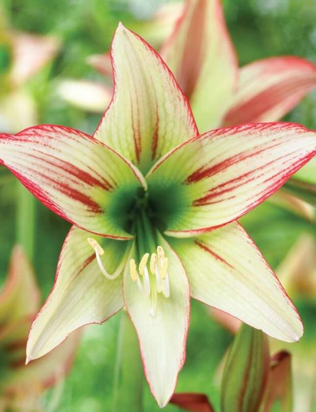 Комнатный цветок Hippeastrum: уход в домашних условиях