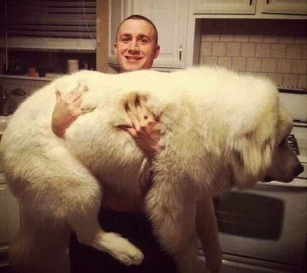 20 огромных собак, которые все еще щенки в душе собака, щенок, позитив