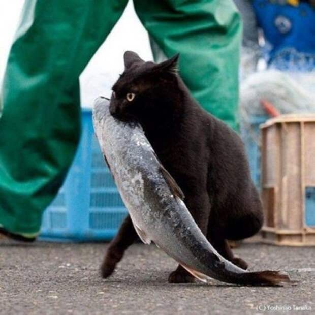 КОТОприколы (22 шт)