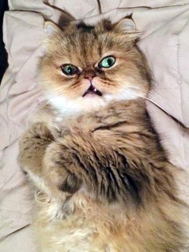 лспрлпр (525x700, 235Kb)