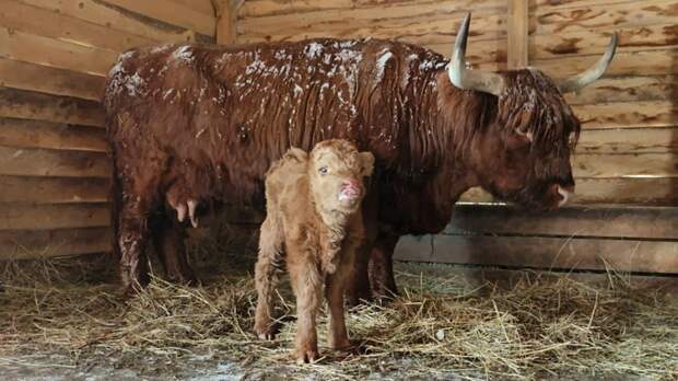 Фото: барнаульский зоопарк 