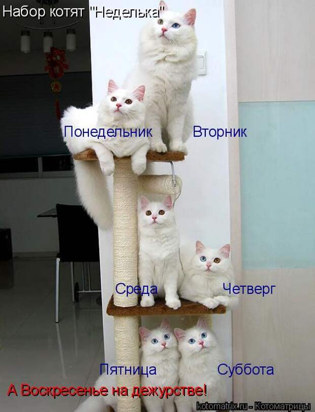 Набор котят "Неделька" Понедельник          Вторник Среда             