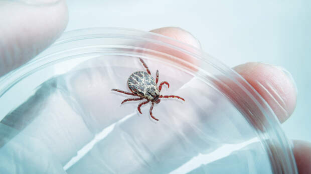 Клещевой энцефалит: чем опасен и как защититься