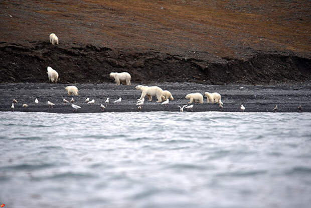 На острове Врангеля зафиксировали скопление 230 белых медведей