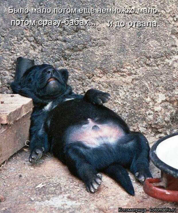 Лучшие котоматрицы недели (50 фото) Лучшие котоматрицы недели (50 фото)