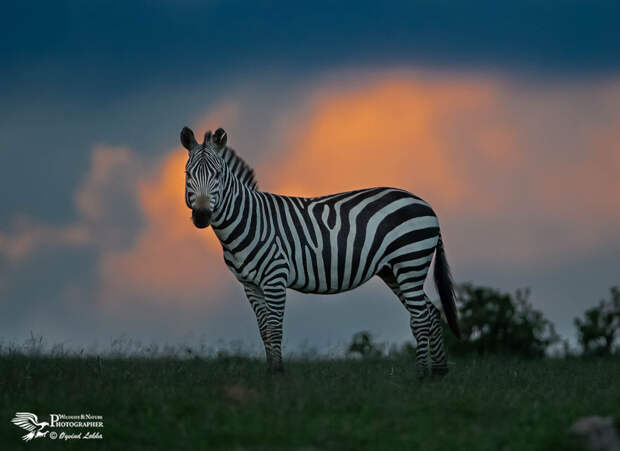 Evening in the Masai Mara by Øyvind Løkka on 500px.com