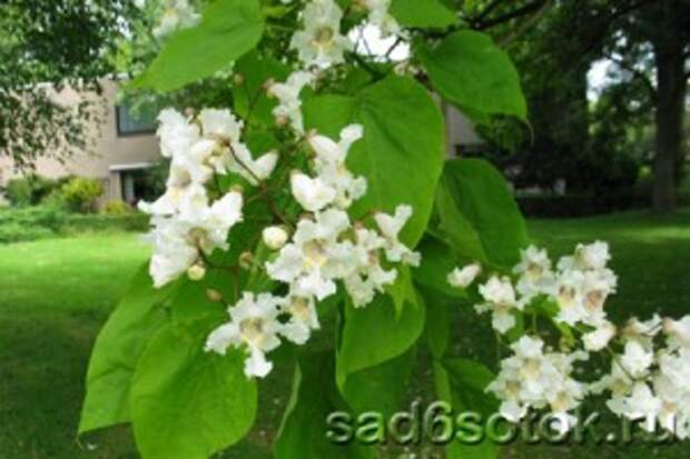 Катальпа бигнониевидная