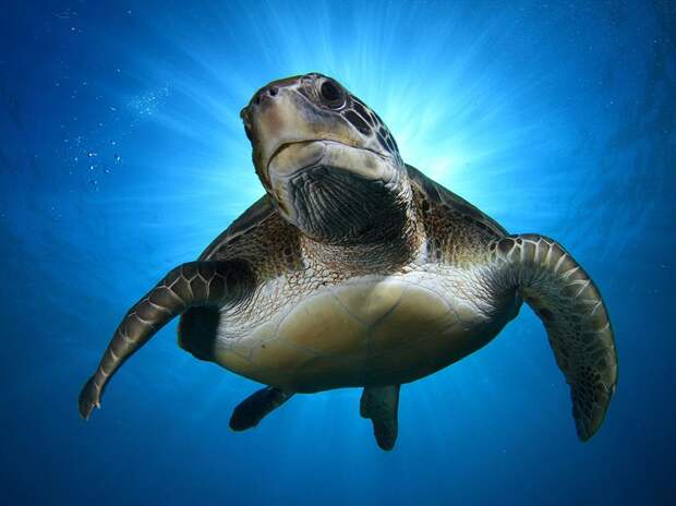 Зеленая черепаха на побережье Тенерифе на Канарских островах