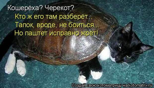 Лучшие котоматрицы недели