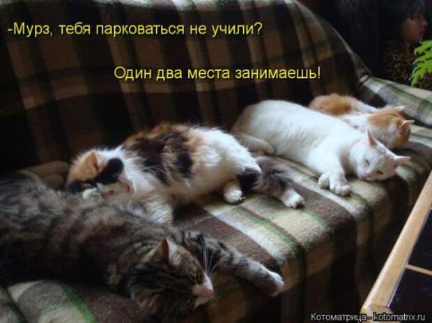 Котоматрицы(картинки с надписями)