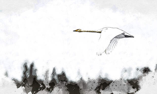 В Орловскую область прилетели редчайшие белоснежные птицы