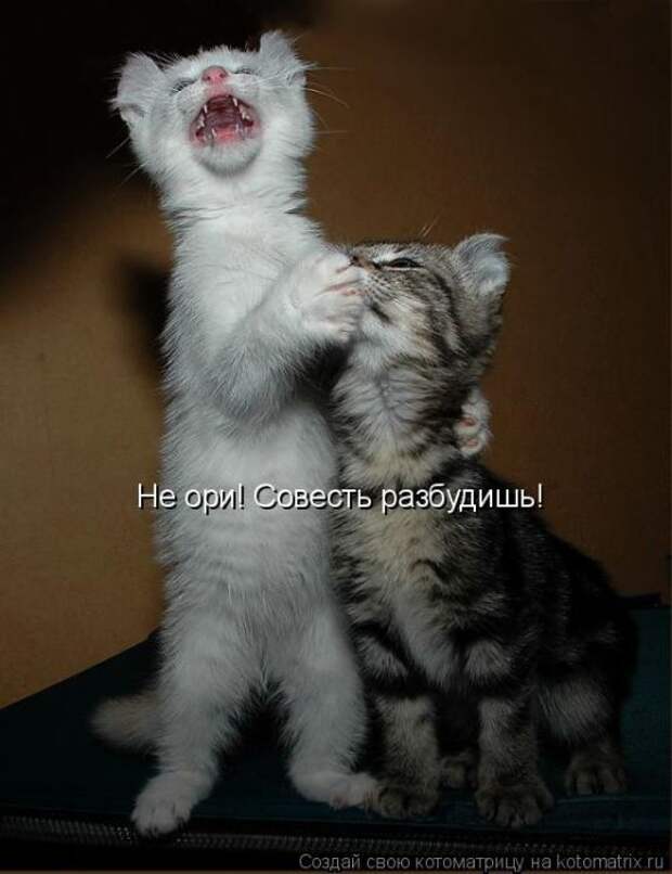 Лучшие котоматрицы недели (50 фото)