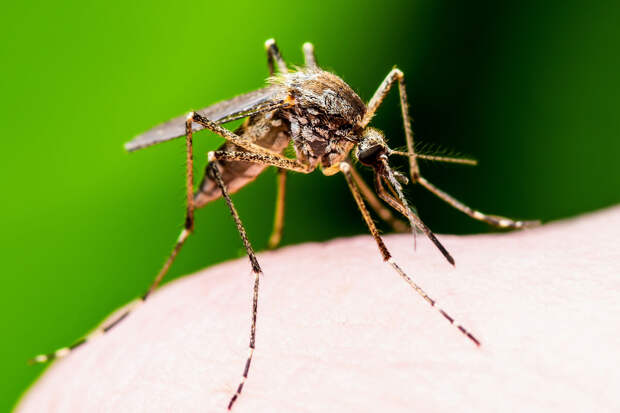 Профессор Ионов: характерные признаки лихорадки Денге — сыпь и гематомы