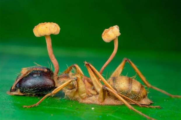 Грибы могут захватывать тела насекомых и контролировать их поведение