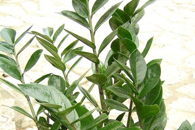 Почему замиокулькас замер: секреты пробуждения «долларового дерева»