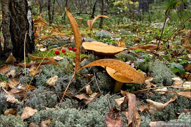По грибы и ягоды в красивый лес