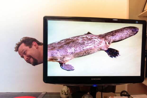 Сотрудники офиса, создают смешные гибриды людей и животных при помощи монитора