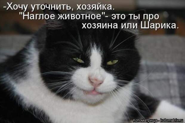 Котоматрицы(картинки с надписями)