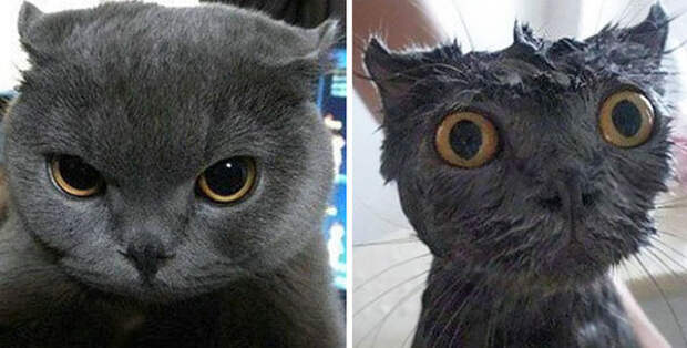 7 фото мокрых котов, которые хотят убивать