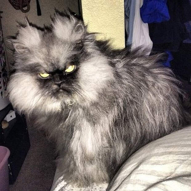 coolanimals 2 Животные, которым не страшен апокалипсис