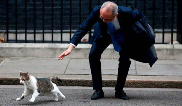 Котам не прикажешь: кот премьер-министра Великобритании отказывался вылезать из-под лимузина Трампа