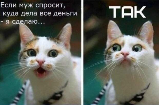 Прикольные фотомемы (30 шт)