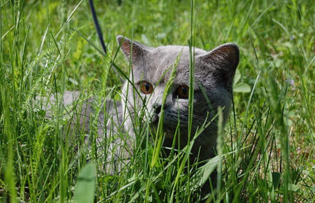Коты в засаде (37 фото)
