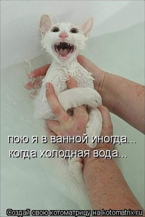 Лучшие котоматрицы недели (50 фото)