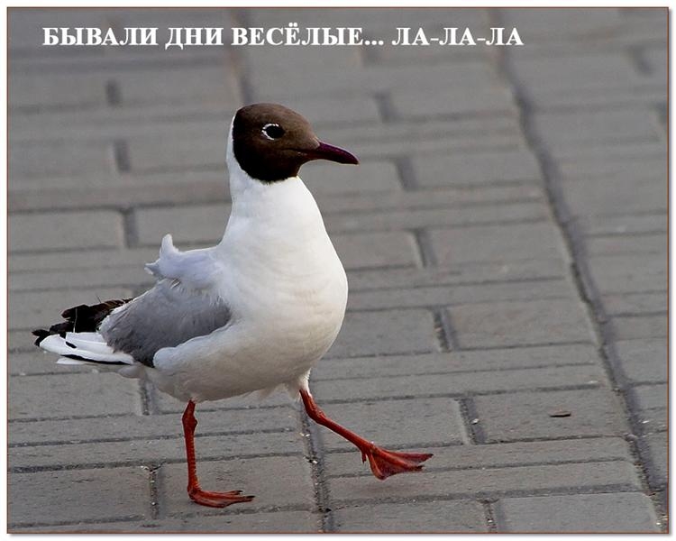 Эти забавные животные (14 фото)