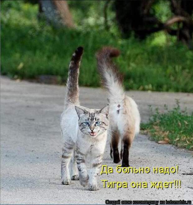 Лучшие котоматрицы недели