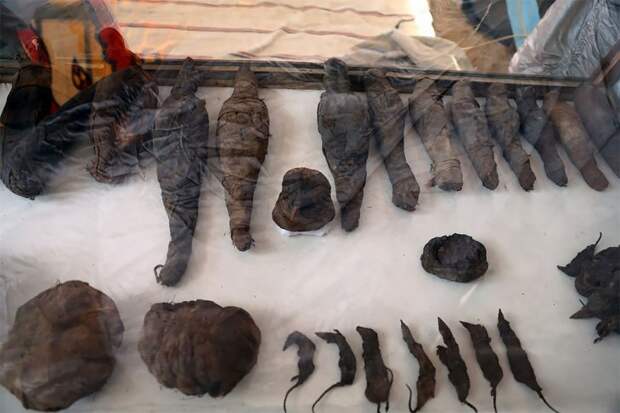 В египетской древней гробнице найдены мумифицированные мыши