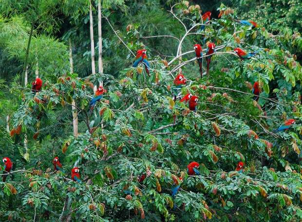 Amazonas30 Большое фотопутешествие по лесам Амазонки