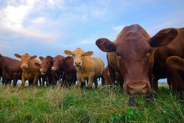 Ученые впервые проанализировали голоса коров